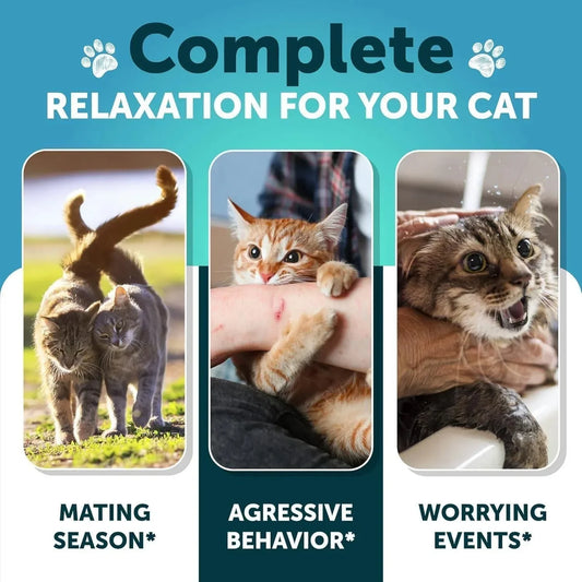 Hemp Calming Treats for Cats - Melatonin Stress Support for Kittens - Pawthentic Calm
