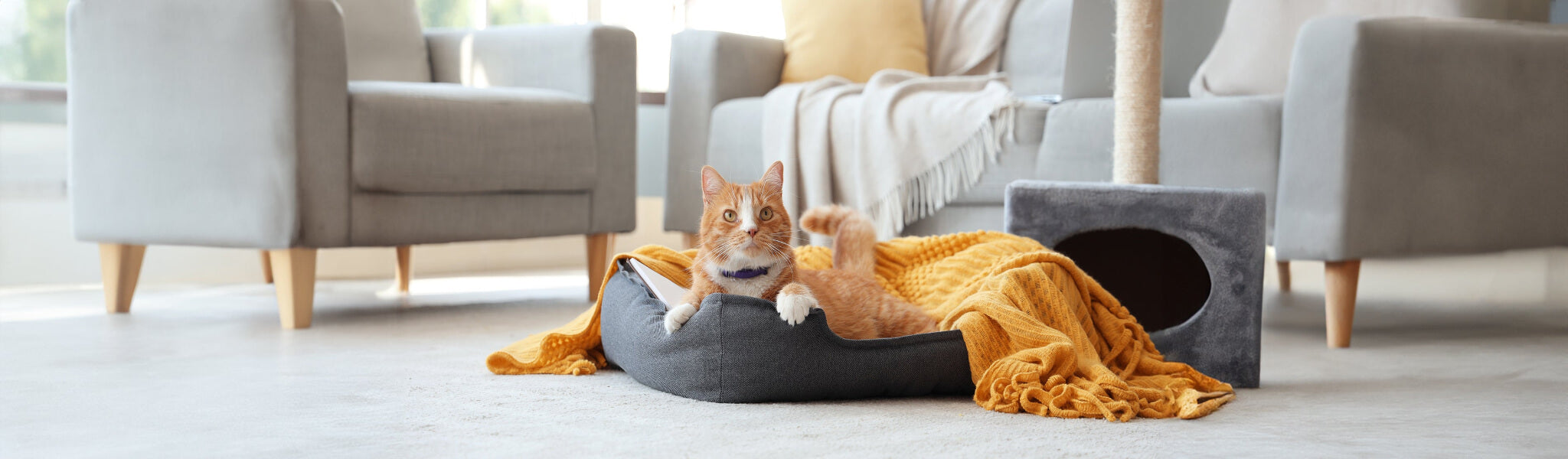 calm and comfortable cat