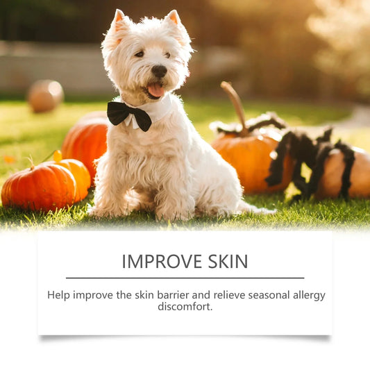 White dog with a black bow tie sitting among pumpkins outdoors